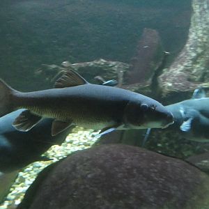 ID? - Aquarium du Quebec