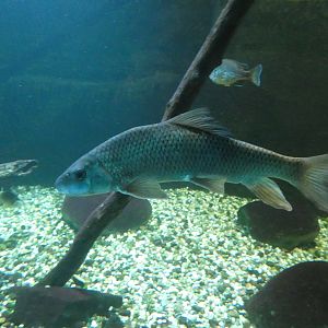 ID? - Aquarium du Quebec