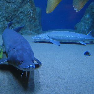 ID? - Aquarium du Quebec