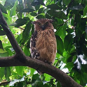 Wild Malay Fish Owl (Ketupa ketupu)