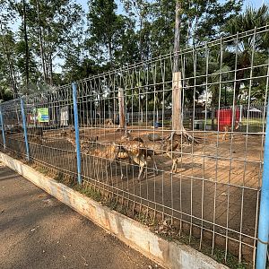 Javan Rusa Deer Exhibit
