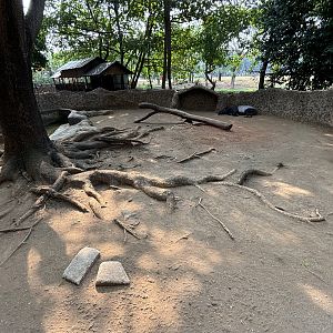 Malayan Tapir Exhibit