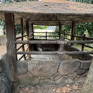 Malayan Tapir “Barn”