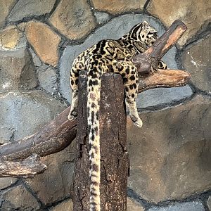 Sunda Clouded Leopard - Bornean subspecies