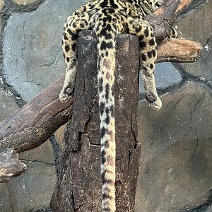 Sunda Clouded Leopard - Bornean subspecies