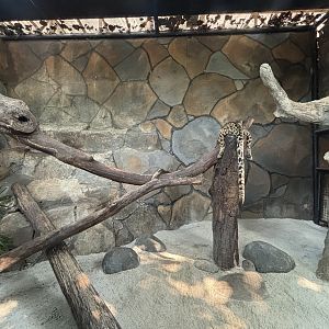 Sunda Clouded Leopard Exhibit - Bornean subspecies