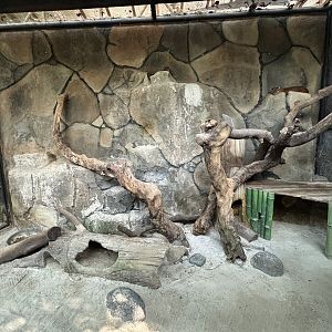 Asiatic Golden Cat Exhibit