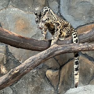 Sunda Clouded Leopard - Bornean subspecies