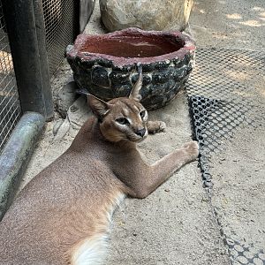 Caracal