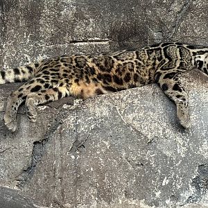 Sunda Clouded Leopard - Bornean subspecies