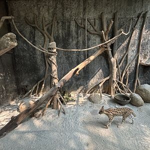 Serval Exhibit