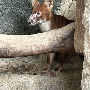 Dhole