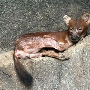 Dhole