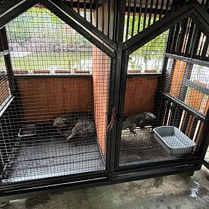 Binturong + Rhinoceros Iguana Exhibits