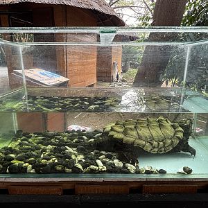 Snapping Turtle Exhibit