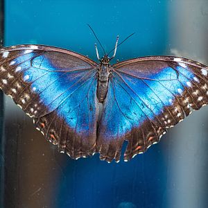 Blue Morpho