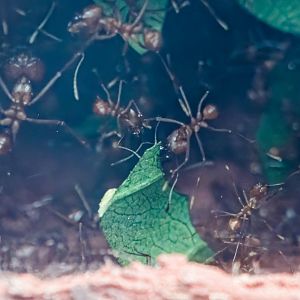 Leafcutter Ants