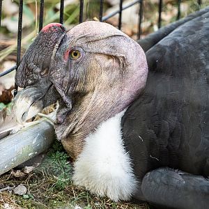 Tucker the male Andean Condor