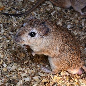 Shaw's jird (Meriones shawi)