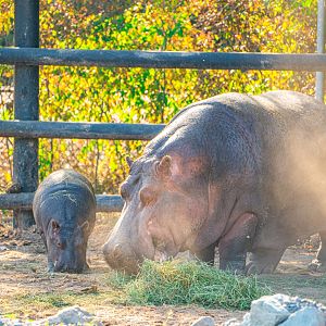 Gladys the female River Hippo and her daughter