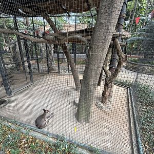 Dusky Pademelon Exhibit
