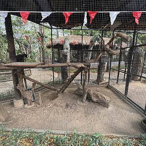 Grizzled Tree Kangaroo Exhibit