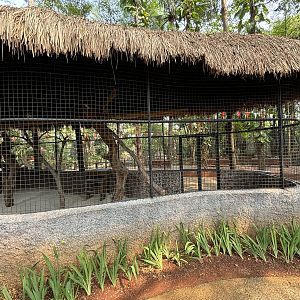Ring-tailed Lemur Exhibit