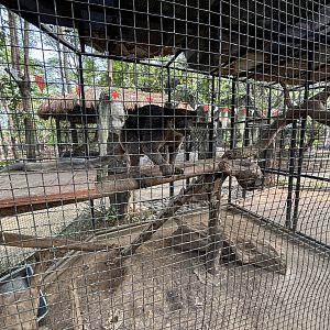 Grizzled Tree Kangaroo Exhibit