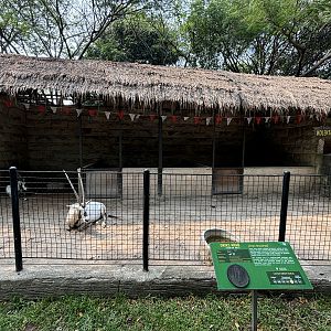 Arabian Oryx Exhibit