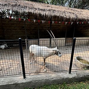 Arabian Oryx Exhibit