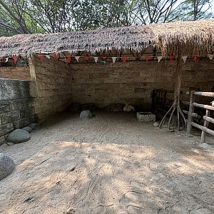 Fallow Deer (white) Exhibit