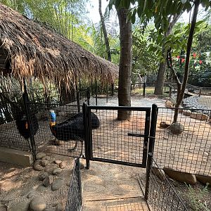 Northern Cassowary Exhibit
