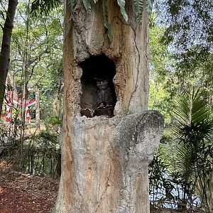 Barred Eagle Owl - tethered