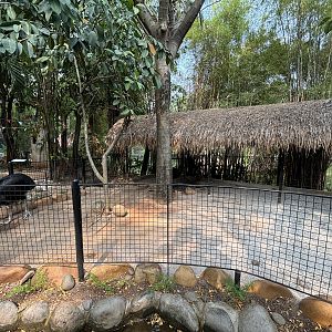 Northern Cassowary Exhibit