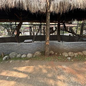 Ring-tailed Lemur Exhibit