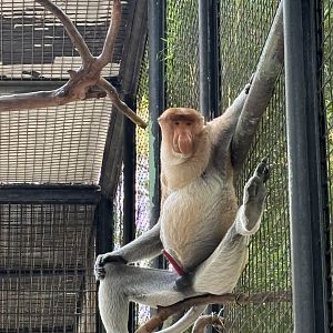 Proboscis Monkey