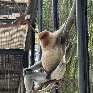 Proboscis Monkey