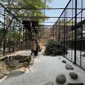 Albino Crab-eating Macaque Exhibit
