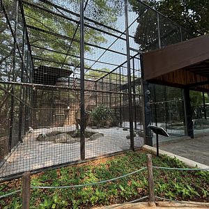 Albino Crab-eating Macaque Exhibit