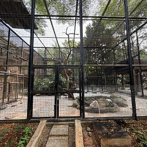 Albino Crab-eating Macaque Exhibit