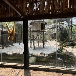Siamang Exhibit