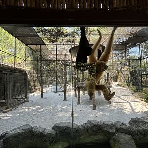 Siamang Exhibit