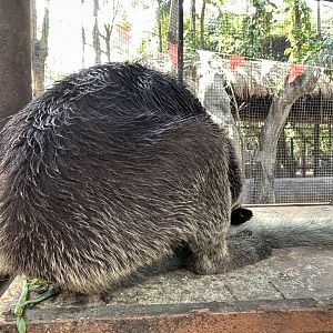 Grizzled Tree Kangaroo