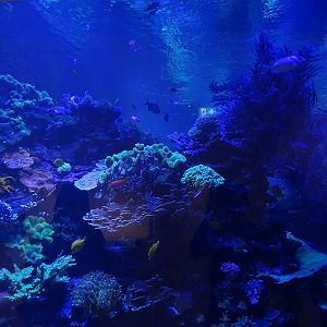 Main coral reef tank