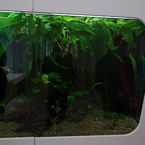 Tank for bichirs and other African fishes