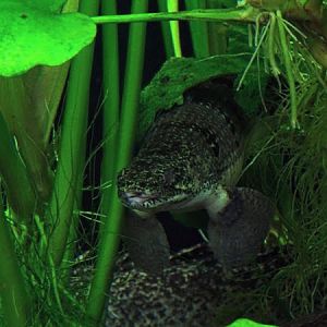 Armoured bichir (Polypterus delhezi)