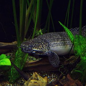 Ornate bichir (Polypterus ornatipinnis)