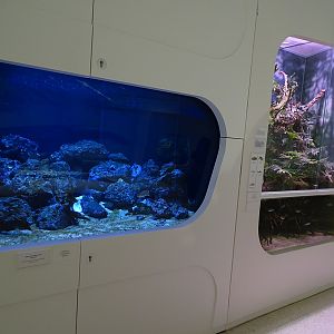 Tank for common octopus