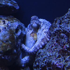 Common octopus (Octopus vulgaris)