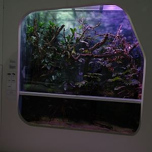 Mixed species snake paludarium